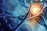 Ảnh Kết quả nghiên cứu mới về DNA của con người