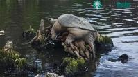 Ảnh Sự thật sau bức ảnh rùa khổng lồ "Chonkosaurus" gây bão mạng xã hội