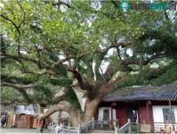 Ảnh Nhân giống loại cây duy nhất một cá thể trên Trái đất, hiếm đến mức được bảo vệ 24/24