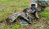 Ảnh Florida treo thưởng với 10.000 USD để săn trăn Miến Điện xâm hại