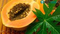 Ảnh Công dụng tuyệt vời của lá đu đủ mà ít người biết tới