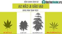Ảnh Phân biệt khác nhau giữa cây gai dầu (cây lanh) và cây cần sa