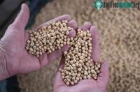 Ảnh Trung Quốc chứng nhận an toàn về loại cây trồng chỉnh sửa gene đầu tiên