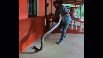 Ảnh Trốn dưới gầm ô tô con rắn hổ mang chúa "khổng lồ" đã bị tóm gọn