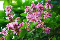 Ảnh Những bài thuốc đông y từ cây bằng lăng