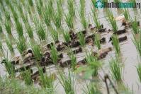 Ảnh Phương pháp nông nghiệp cổ xưa mở ra hướng phát triển bền vững