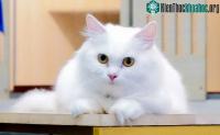 Ảnh Loài mèo có thể theo dõi chủ nhân ngay cả khi nằm ngoài tầm nhìn của nó