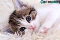 Ảnh Tìm ra cách triệt sản mèo cái mà không phải phẫu thuật