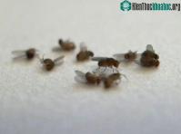 Ảnh Lý giải cơ chế "chết hàng loạt" ở loài ruồi