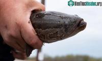 Ảnh Cảnh báo: Cá quả có thể xâm chiếm vùng trung tây nước Mỹ