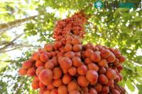 Ảnh Lợi ích tuyệt vời của quả dâu da đất bạn nên biết