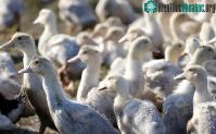Ảnh Giới khoa học tìm thấy"chìa khóa" gene ngăn virus cúm gia cầm lây sang người