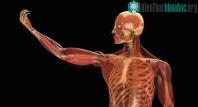 Ảnh Sau độ tuổi 20, đâu là thay đổi lớn nhất trong cơ thể của con người?