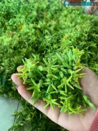 Ảnh Người Việt có 2 "món rau" là "thuốc chữa đau đầu" kỳ diệu, mùa hè ăn vừa mát lại ngủ ngon