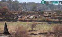 Ảnh Kế hoạch xóa sổ ngựa hoang ở Australia