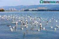 Ảnh Hàng trăm con cá nhảy lên khỏi mặt hồ tại Trung Quốc, chuyện gì xảy ra?