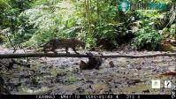 Ảnh Video: Con lười chậm chạp thoát khỏi vuốt mèo gấm Ocelot