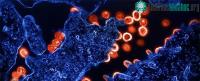 Ảnh Phát hiện một tập hợp biến thể di truyền có thể hạn chế lây nhiễm HIV tự nhiên