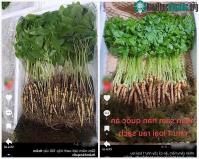 Ảnh Chuyên gia cảnh báo trào lưu ăn nhân sâm mầm thay rau để cải thiện sức khỏe?