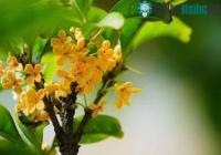 Ảnh Bí quyết dưỡng nhan của phi tần: Khiến nhà vua say mê nhờ mùi hương bay xa 9 dặm