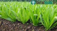 Ảnh Loại rau nhiều canxi hơn cả sữa, ăn sống hay chín đều tốt cả