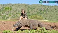 Ảnh Điều gì xảy ra nếu bị rồng Komodo tấn công?
