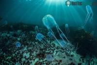 Ảnh Sinh vật nguy hiểm nhất thế giới bất ngờ xuất hiện ở hòn đảo nổi tiếng Thái Lan