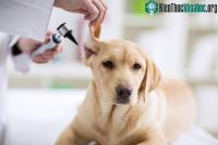 Ảnh Cảnh báo loại nấm kháng thuốc gây chết người trong tai thú cưng