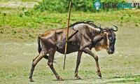 Ảnh Linh dương đầu bò sống cùng ngọn lao mắc kẹt bên sườn