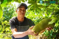 Ảnh Lai tạo thành công giống mít có hương vị sầu riêng ở Cần Thơ