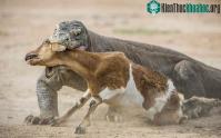 Ảnh Rồng Komodo truy kích dê non, nuốt chửng con mồi trong giây lát