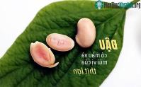 Ảnh Biến đổi gene ở đậu nành nhằm tạo ra hạt đậu có màu và mùi vị của thịt lợn