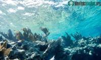 Ảnh Nhiệt độ nước biển tại Florida - Mỹ cao chưa từng thấy