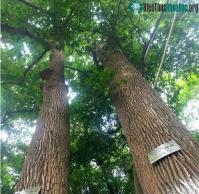 Ảnh Loài cây quý nhưng người dân không biết vô tư chặt cây làm củi đun