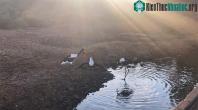 Ảnh Video: Cận cảnh đại bàng rình cướp cá của đôi hạc