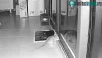 Ảnh Chuột có "IQ vô cực" khiến bẫy của chủ nhà thành thứ vô dụng