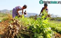 Ảnh Kỳ lạ nông dân Trung Quốc cứ trồng lạc là giẫm chân lên cây, chuyên gia: Mẹo hay cần làm!
