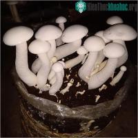 Ảnh Nấm Hoàng đế phù hợp trồng ở những vùng hạn nóng