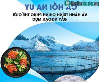 Ảnh Công nghệ nuôi cá hồi "xịn sò" đáng học hỏi của Na Uy