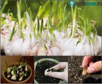 Ảnh Hướng dẫn cách trồng 5 loại cây gia vị không dùng đến hạt giống