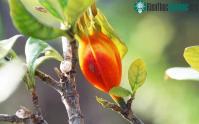 Ảnh Cây dành dành không chỉ nhằm tạo màu cho xôi mà còn có nhiều lợi ích cho sức khỏe