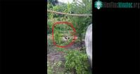 Ảnh Video: Hai con rắn hổ mang khổng lồ quấn quanh nhau với vũ điệu đầy mê hoặc
