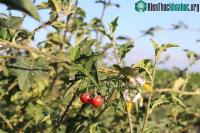 Ảnh Loại cây dại mọc đầy ở Việt Nam nhưng ít người để ý tới là "lá chắn" bảo vệ gan, khớp cực tốt