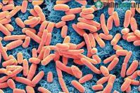 Ảnh Phát minh đột phá sản xuất ra điện từ vi khuẩn E. coli