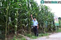 Ảnh Giống ngô sinh khối đầu tiên tại Việt Nam có chiều cao gần bằng đèn đường