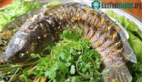 Ảnh Loại cá được giống như "nhân sâm" của người nghèo, giúp bổ gan, thận