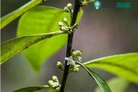 Ảnh Phát hiện cây nhựa ruồi Brazil sau gần 2 thế kỷ