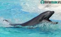Ảnh Wholphin - Con lai của cá heo mũi chai cùng cá ông chuông