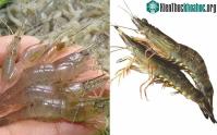 Ảnh Cách phân biệt giữa con tôm và con tép