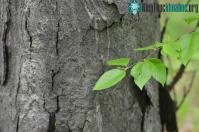 Ảnh Kỳ lạ loại cây được mệnh danh vua gỗ, cứng hơn thép, đạn không thể xuyên thủng